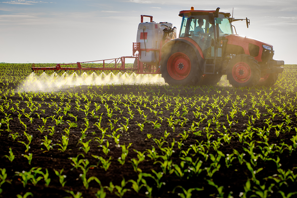 A tractor waters a field of baby corn